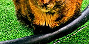 Paprika a rejoint le concours — aidez-le/la à gagner de superbes lots ! alert, animal, artificial_grass, cat, close_up, curled_up, cute, domestic_cat, fur, garden_hose, green_background, nature, outdoor, pet, resting, texture, tortoiseshell_cat, vibrant_colors, whiskers, yellow_eyes