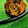 alert, animal, artificial_grass, cat, close_up, curled_up, cute, domestic_cat, fur, garden_hose, green_background, nature, outdoor, pet, resting, texture, tortoiseshell_cat, vibrant_colors, whiskers, yellow_eyes
