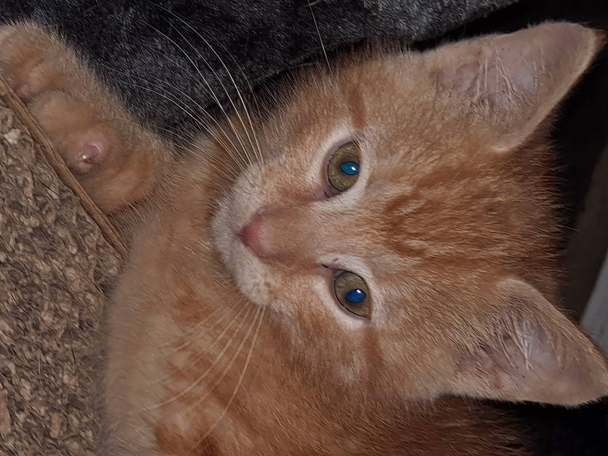 Cisco is registered to the contest to win money with this photo: brown, carnivore, cat, claw, close_up, domestic_short_haired_cat, ear, fawn, felidae, fur, paw, small_to_medium_sized_cats, snout, whiskers, wood