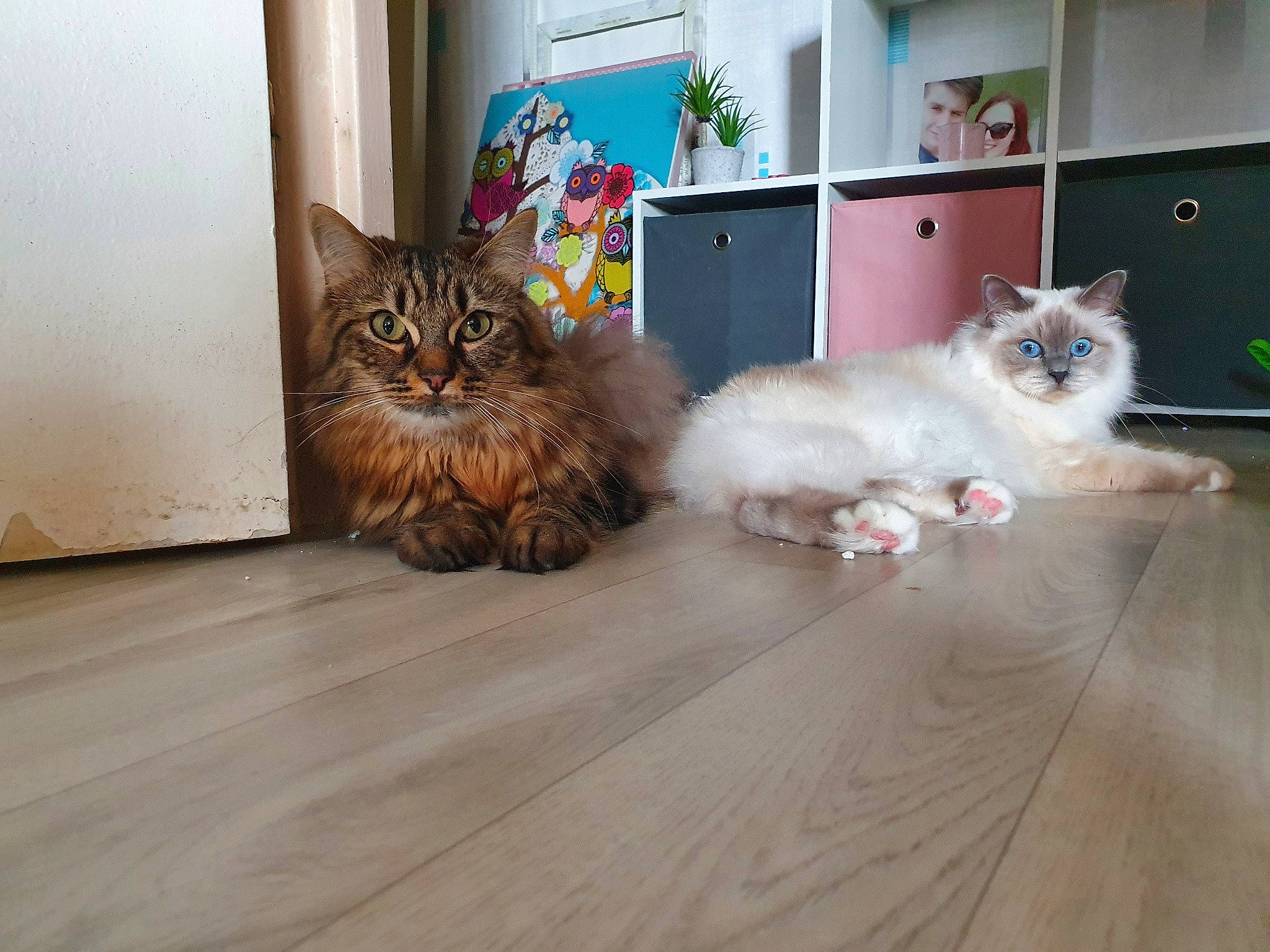 Olly participe au concours pour gagner de l'argent avec cette photo : asian, british_semi_longhair, carnivore, cat, domestic_long_haired_cat, european_shorthair, felidae, floor, flooring, hardwood, kitten, mammal, norwegian_forest_cat, ragamuffin, siberian, small_to_medium_sized_cats, vertebrate, whiskers, wood, wood_flooring