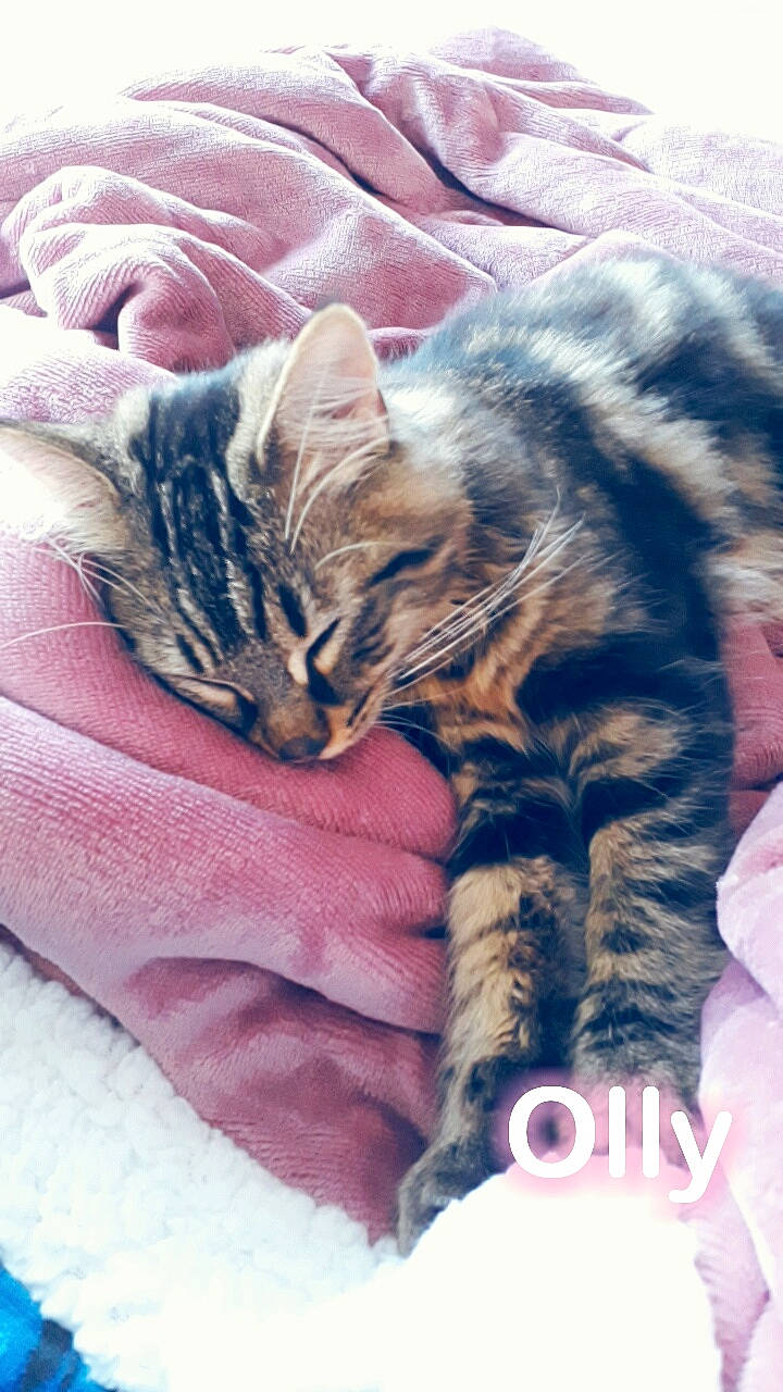 Olly a rejoint le concours — aidez-le/la à gagner de superbes lots ! american_shorthair, asian, bengal, california_spangled, carnivore, cat, domestic_short_haired_cat, dragon_li, egyptian_mau, european_shorthair, felidae, fur, kitten, mammal, nap, pixie_bob, small_to_medium_sized_cats, sokoke, tabby_cat, whiskers