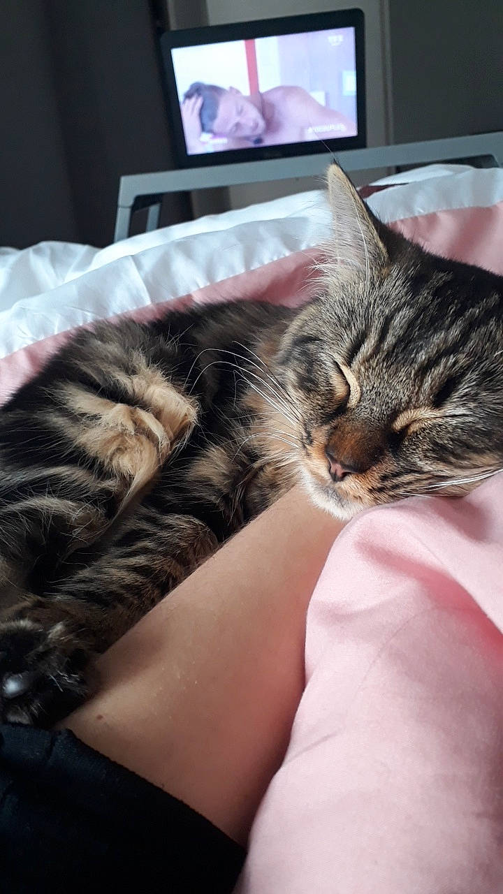 Olly a rejoint le concours — aidez-le/la à gagner de superbes lots ! american_shorthair, asian, carnivore, cat, comfort, domestic_short_haired_cat, dragon_li, ear, european_shorthair, felidae, fur, furniture, kitten, nap, pixie_bob, sleep, small_to_medium_sized_cats, tabby_cat, whiskers