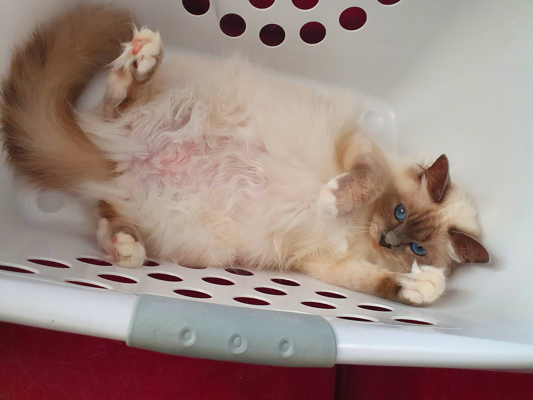 Pearl a rejoint le concours — aidez-le/la à gagner de superbes lots ! american_curl, balinese, birman, british_semi_longhair, carnivore, cat, colorpoint_shorthair, domestic_long_haired_cat, ear, fawn, felidae, kitten, mammal, napoleon_cat, paw, persian, ragamuffin, ragdoll, small_to_medium_sized_cats, whiskers