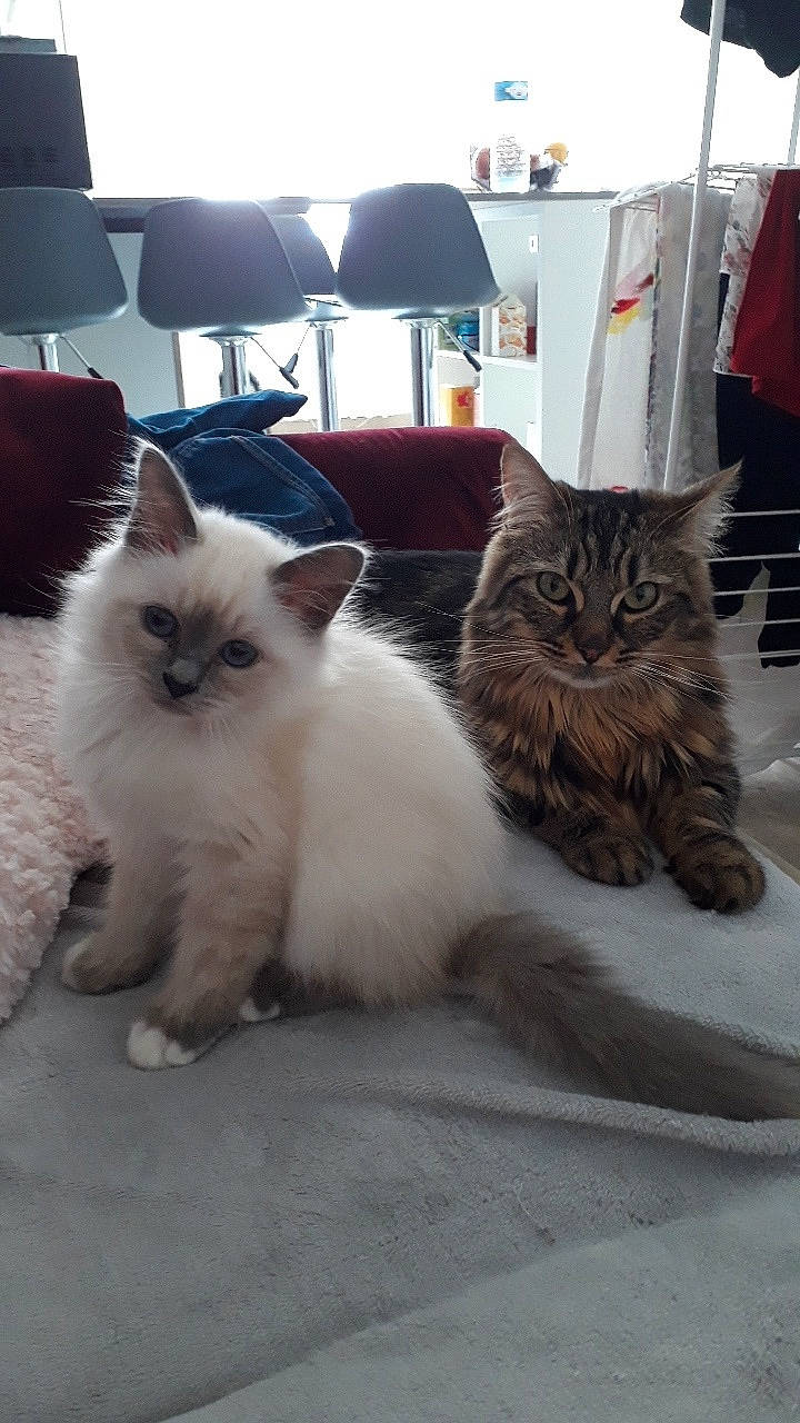 Pearl participe au concours pour gagner de l'argent avec cette photo : asian, asian_semi_longhair, birman, british_longhair, british_semi_longhair, carnivore, cat, cymric, domestic_long_haired_cat, fawn, felidae, himalayan, kitten, mammal, norwegian_forest_cat, persian, ragdoll, small_to_medium_sized_cats, vertebrate, whiskers