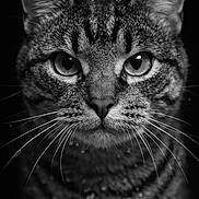 Moky a rejoint le concours — aidez-le/la à gagner de superbes lots ! cat, tabby, close_up, portrait, black_and_white, wet, fur, whiskers, ears, face, animal, pet, feline, droplets, intense_look, dark_background, texture, eyes, muzzle, mustache