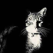 Kiwi a rejoint le concours — aidez-le/la à gagner de superbes lots ! cat, black_and_white, close_up, portrait, animal, feline, whiskers, collar, bell, intense_eyes, dark_background, contrast, striped_fur, pet, domestic_cat, mammal, animal_portrait, focus, quiet, still_life