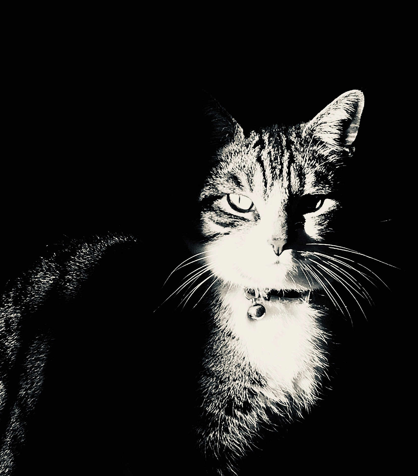 Kiwi a rejoint le concours — aidez-le/la à gagner de superbes lots ! cat, black_and_white, close_up, portrait, animal, feline, whiskers, collar, bell, intense_eyes, dark_background, contrast, striped_fur, pet, domestic_cat, mammal, animal_portrait, focus, quiet, still_life