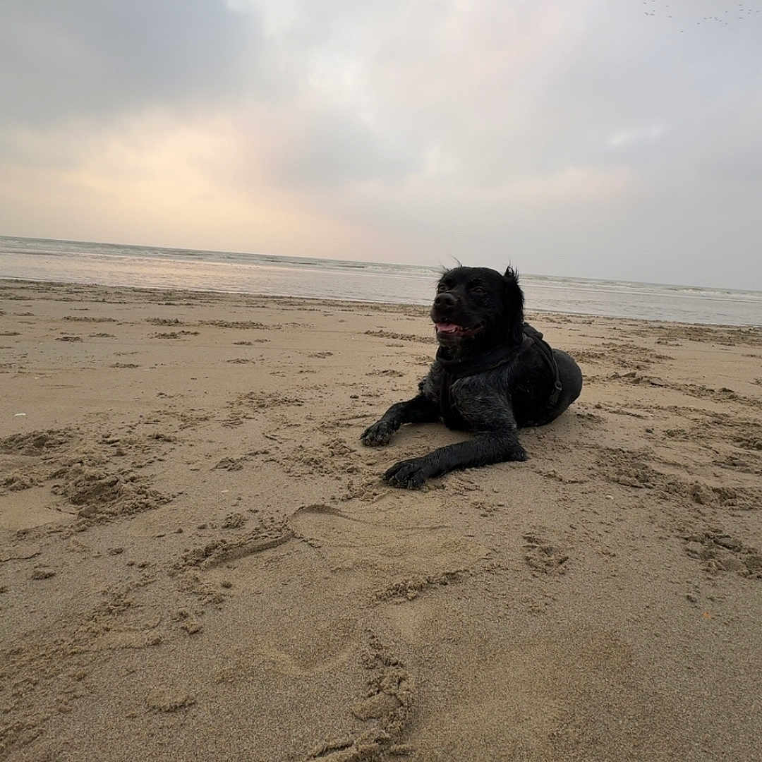 Venom participe au concours pour gagner de l'argent avec cette photo : animal, beach, bulldog, canine, coast, dog, footprint, frenchbulldog, horizon, nature, outdoors, pet, photography, pug, sand, sea, shoreline, sky, soil, water