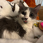 Muffy joined the competition — help win amazing prizes! kitten, cat, pet, fluffy, gray_and_white, tongue_out, blanket, cozy, cute, indoor, feline, face, whiskers, ears, closeup, soft_texture, cushion, relaxing, young, adorable