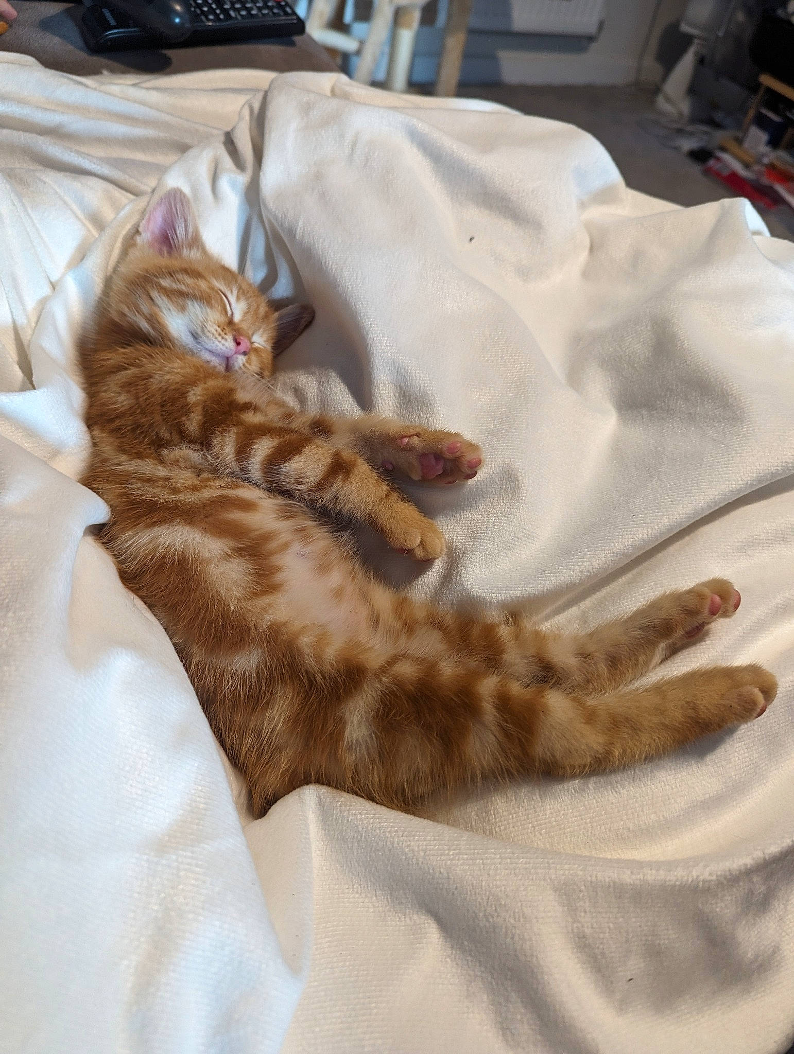 Garfield is registered to the contest to win money with this photo: bed, bedding, blanket, brown, carnivore, cat, claw, comfort, domestic_short_haired_cat, duvet, fawn, felidae, fur, linens, nap, paw, room, small_to_medium_sized_cats, tail, whiskers