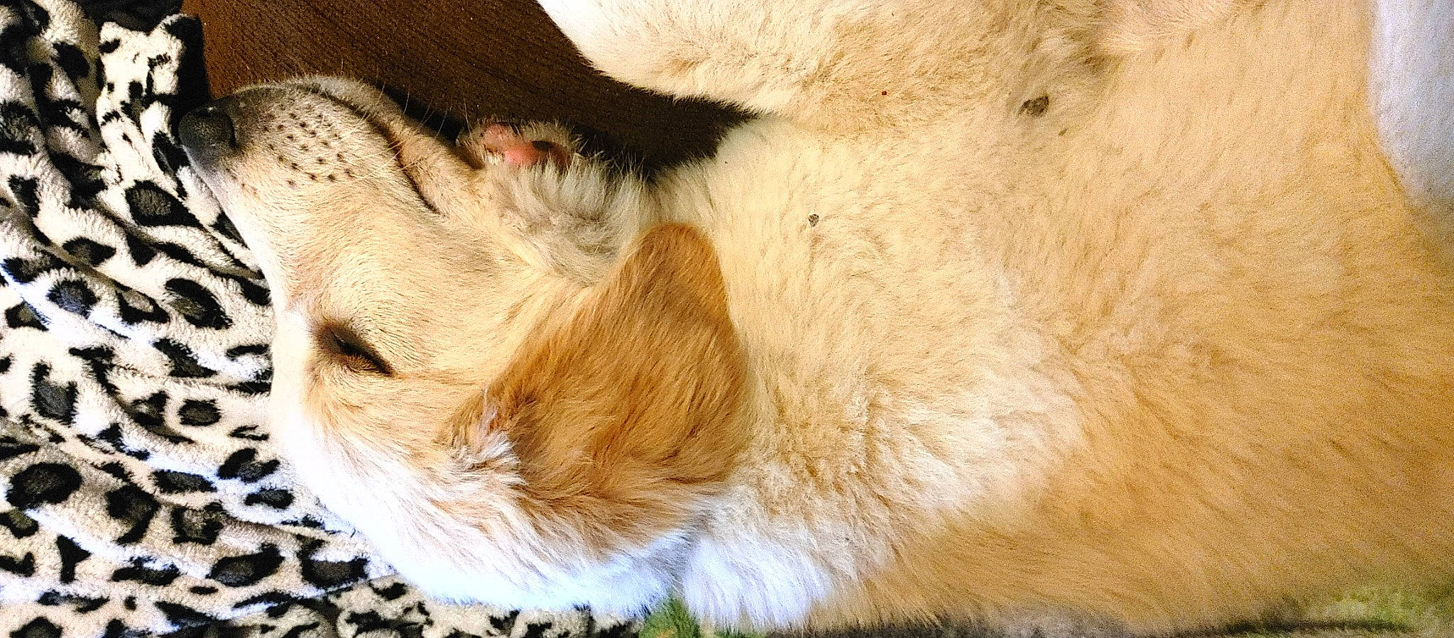 Alyda is registered to the contest to win money with this photo: canidae, carnivore, claw, close_up, comfort, companion_dog, dog, dog_breed, ear, fawn, felidae, fur, paw, small_to_medium_sized_cats, snout, sporting_group, tail, terrestrial_animal, whiskers, wildlife