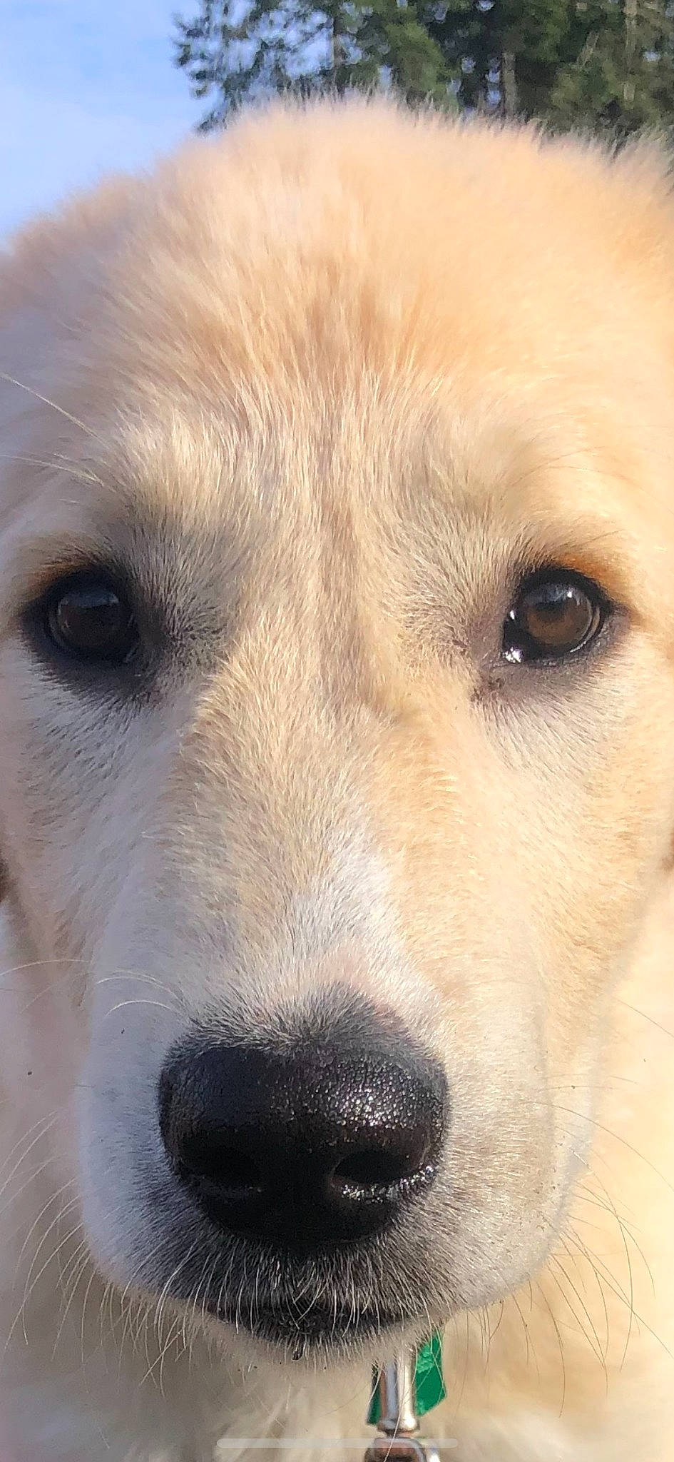 Alyda is registered to the contest to win money with this photo: ancient_dog_breeds, canidae, carnivore, close_up, companion_dog, dog, dog_breed, ear, eye, fawn, fur, nose, snout, sporting_group, terrestrial_animal, whiskers, wildlife