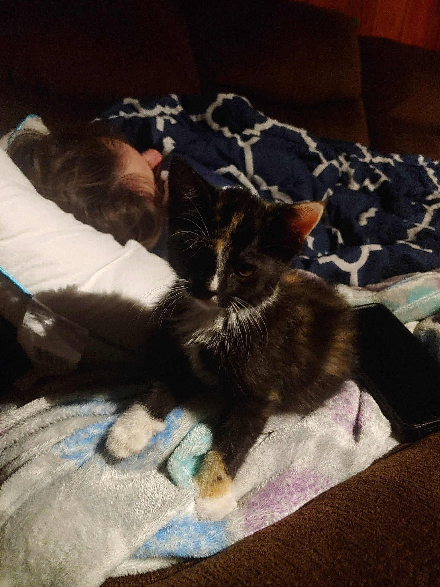 Omen joined the competition — help win amazing prizes! asian, bed, carnivore, cat, ear, european_shorthair, felidae, fur, kitten, nap, sleep, small_to_medium_sized_cats, tabby_cat, whiskers