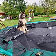 Loki a rejoint le concours — aidez-le/la à gagner de superbes lots ! dog, husky, trampoline, net, grass, tree, playground, slide, bench, outdoor, park, spring, nature, pet, animal, leisure, greenery, collar, canine, daytime
