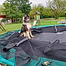 dog, husky, trampoline, net, grass, tree, playground, slide, bench, outdoor, park, spring, nature, pet, animal, leisure, greenery, collar, canine, daytime