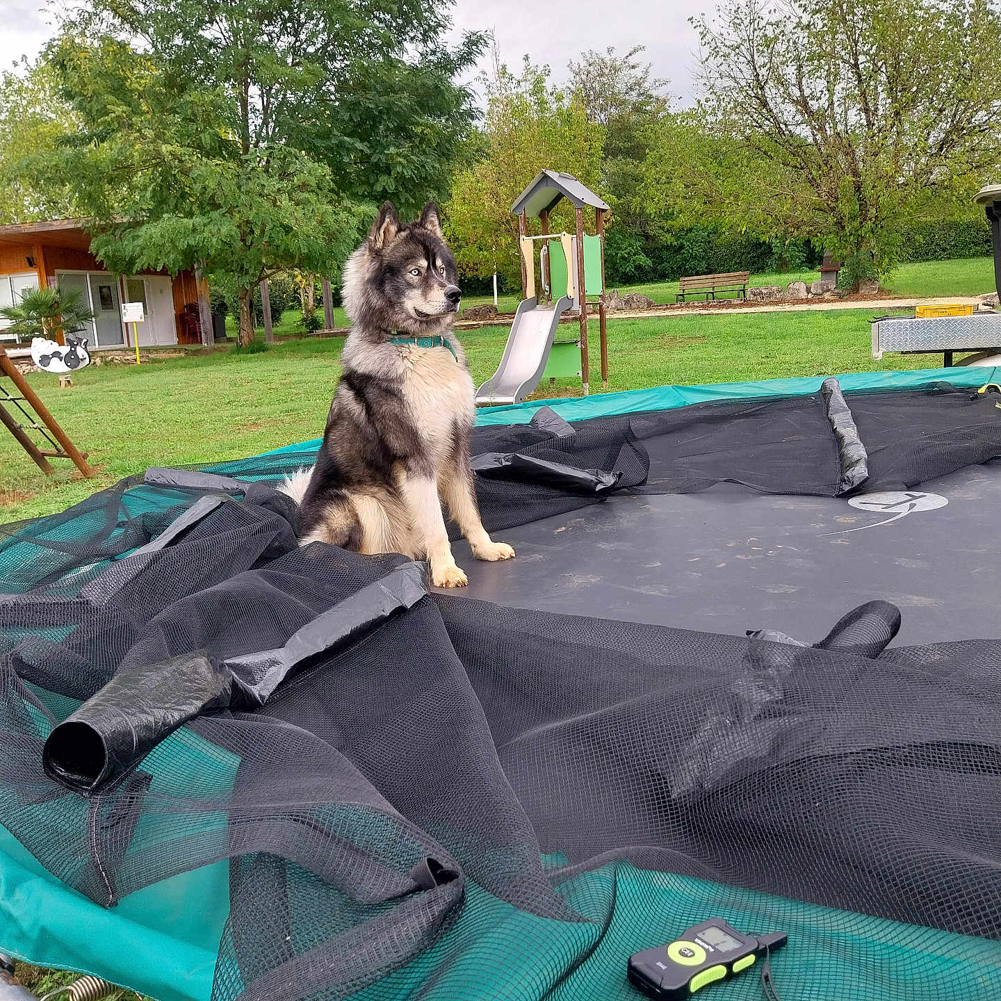 Loki