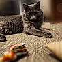 cat, gray_cat, indoor, carpet, relaxed, pet, feline, fluffy, toy, blurred_background, close_up, animal, domestic_animal, laying_down, portrait, whiskers, ears, curious, soft_light, cozy