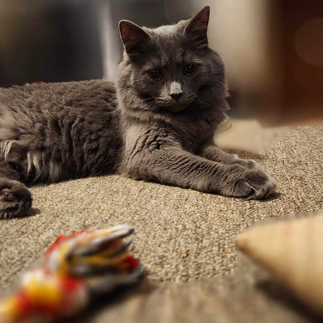 Princess is registered to the contest to win money with this photo: animal, blurred_background, carpet, cat, close_up, cozy, curious, domestic_animal, ears, feline, fluffy, gray_cat, indoor, laying_down, pet, portrait, relaxed, soft_light, toy, whiskers
