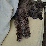 Princess is registered to the contest to win money with this photo: cat, gray_cat, sleeping, cozy, blanket, paws, fur, pet, indoor, resting, cute, domestic_animal, mammal, whiskers, relaxation, soft, comfort, closeup, feline, nap