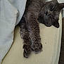 cat, gray_cat, sleeping, cozy, blanket, paws, fur, pet, indoor, resting, cute, domestic_animal, mammal, whiskers, relaxation, soft, comfort, closeup, feline, nap