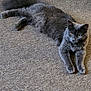 Princess is registered to the contest to win money with this photo: cat, gray_cat, fluffy, carpet, indoor, pet, animal, feline, relaxed, stretching, fur, whiskers, ears, paws, lying_down, alert, domestic_cat, cute, household, companion