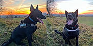 Maddy participe au concours pour gagner de l'argent avec cette photo : animal, black_dog, canine, collar, dog, field, grass, happy, harness, landscape, nature, outdoor, pet, playful, sky, sun, sunset, sunset_sky, tongue_out, trees