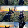 animal, black_dog, canine, collar, dog, field, grass, happy, harness, landscape, nature, outdoor, pet, playful, sky, sun, sunset, sunset_sky, tongue_out, trees