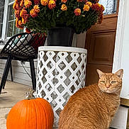 Chester joined the competition — help win amazing prizes! animal, autumn, cat, chair, cozy, decor, door, fall, flowers, greenery, orange, orange_tabby, outside, pet, plant, porch, potted_plant, pumpkin, sitting, wood