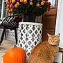 animal, autumn, cat, chair, cozy, decor, door, fall, flowers, greenery, orange, orange_tabby, outside, pet, plant, porch, potted_plant, pumpkin, sitting, wood
