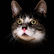 Athos a rejoint le concours — aidez-le/la à gagner de superbes lots ! alert, animal, cat, close_up, curious, cute, dark_background, domestic_cat, ears, face, feline, green_eyes, indoor, mammal, pet, pink_nose, portrait, soft_light, tabby, whiskers