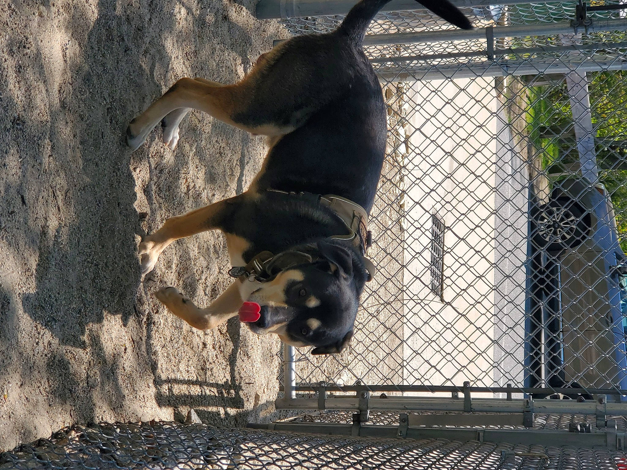 Ivar is registered to the contest to win money with this photo: canidae, carnivore, dog, dog_breed, fawn, fence, guard_dog, leash, mesh, pet_supply, plant, recreation, shadow, snout, sporting_group, tail, tree, water, wire_fencing, wood