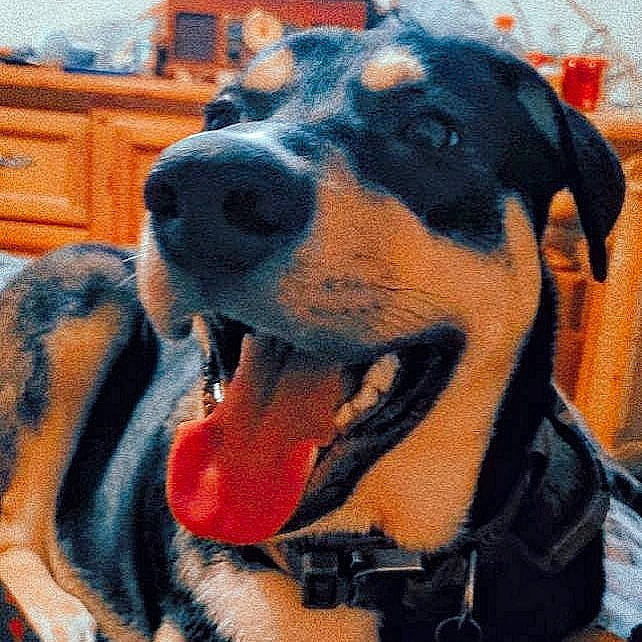 Ivar joined the competition — help win amazing prizes! bench, canidae, carnivore, chest_of_drawers, collar, companion_dog, dobermann, dog, dog_breed, dog_collar, dog_supply, drawer, fur, happy, jaw, pet_supply, smile, snout, sporting_group, working_animal