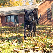 Ollie joined the competition — help win amazing prizes! alert, animal, autumn, black_dog, brick_house, dog, ears, front_yard, grass, house, leaves, outdoor, pet, photography, residential, standing, sunlight, tail, walking, yard