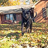 alert, animal, autumn, black_dog, brick_house, dog, ears, front_yard, grass, house, leaves, outdoor, pet, photography, residential, standing, sunlight, tail, walking, yard