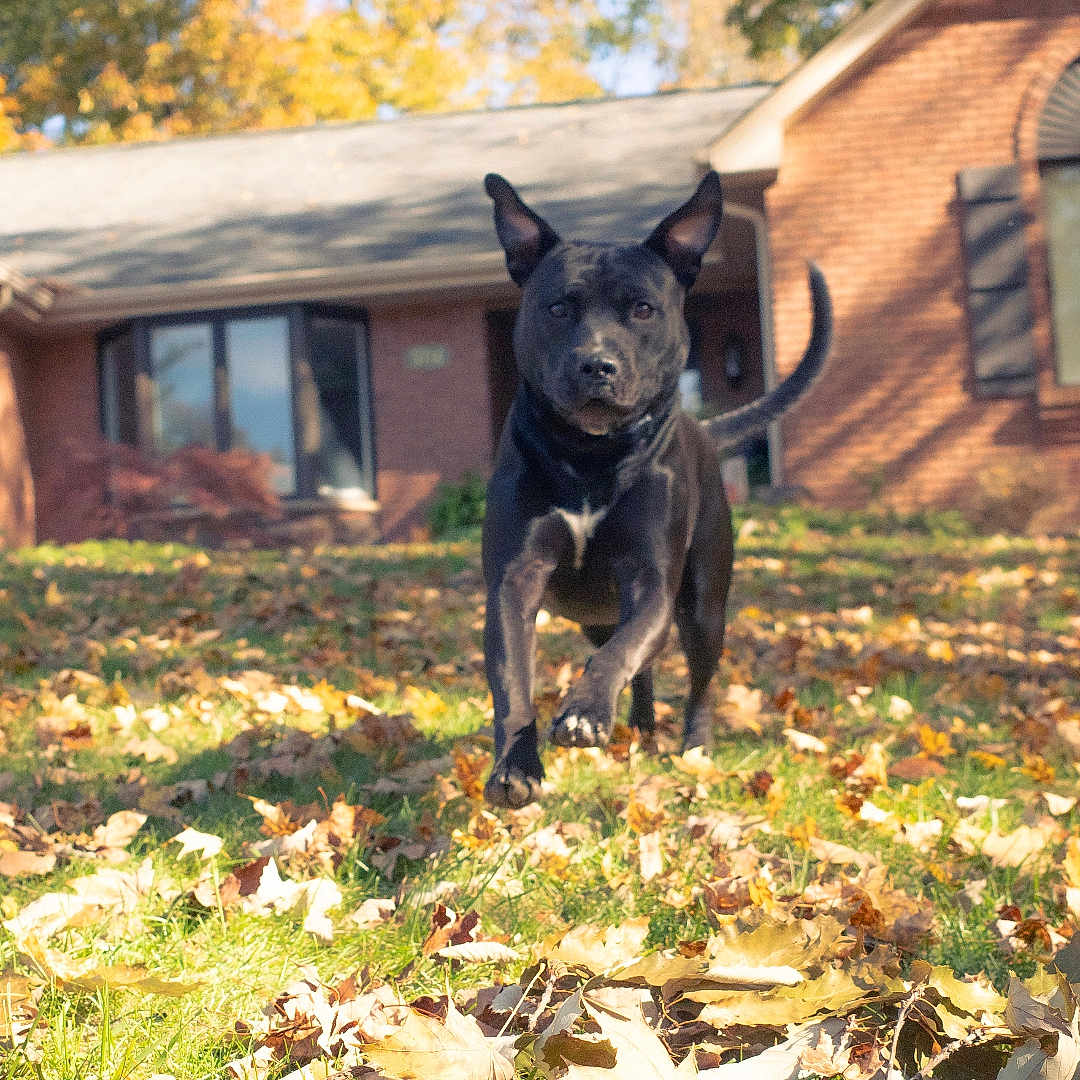 Ollie