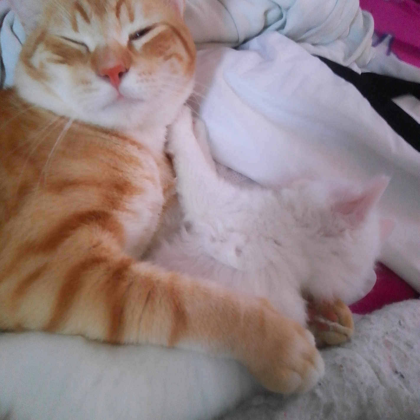 Simba a rejoint le concours — aidez-le/la à gagner de superbes lots ! animal, bed, blanket, cat, cozy, cuddling, cute, domestic_cat, feline, furry, indoor, orange_tabby, paw, pet, resting, sleepy, snuggling, soft, whiskers, white_cat