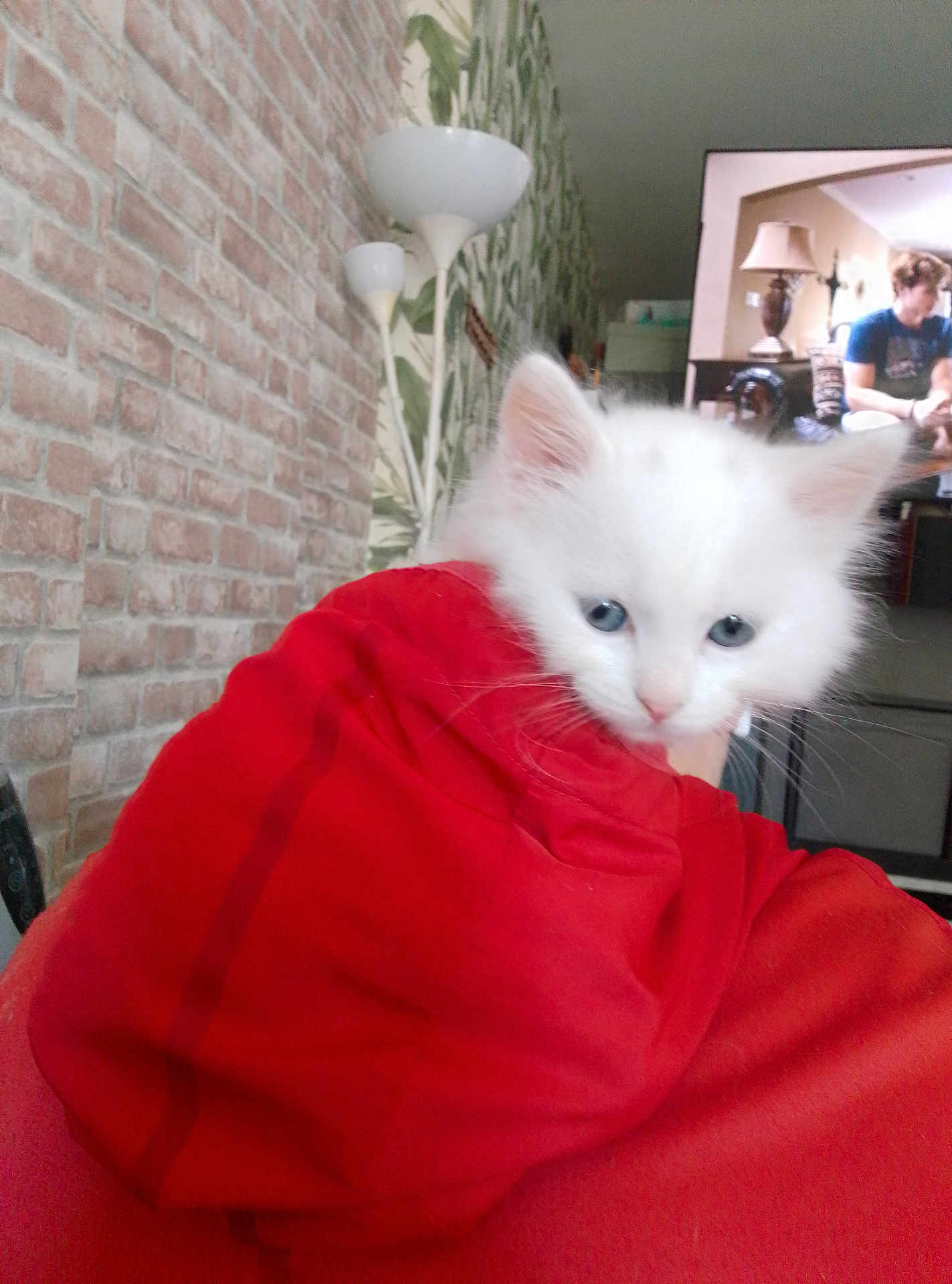 Flocon participe au concours pour gagner de l'argent avec cette photo : kitten, white_cat, blue_eyes, red_blanket, cozy, indoors, brick_wall, lamp, television, person, furniture, home, curious, pet, animal, cute, soft, fluffy, portrait, relaxing