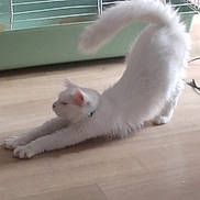 Flocon participe au concours pour gagner de l'argent avec cette photo : cat, white_cat, stretching, floor, wooden_floor, pet, animal, indoor, cage, feline, fur, tail, arch, relaxed, domestic, mammal, whiskers, claws, collar, home