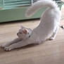 cat, white_cat, stretching, floor, wooden_floor, pet, animal, indoor, cage, feline, fur, tail, arch, relaxed, domestic, mammal, whiskers, claws, collar, home