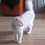 Flocon a rejoint le concours — aidez-le/la à gagner de superbes lots ! cat, white_cat, indoor, floor, furniture, collar, bell, tail_up, looking_away, pet, mammal, domestic_animal, wooden_floor, speaker, chair, fluffy, cute, animal, quiet, home