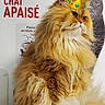 Evil a rejoint le concours — aidez-le/la à gagner de superbes lots ! animal, background_text, carpet, cat, crown, cute, digital_overlay, domestic_cat, feline, fluffy_cat, funny, fur, illustration, indoor, orange_cat, pet, portrait, poster, regal, sitting