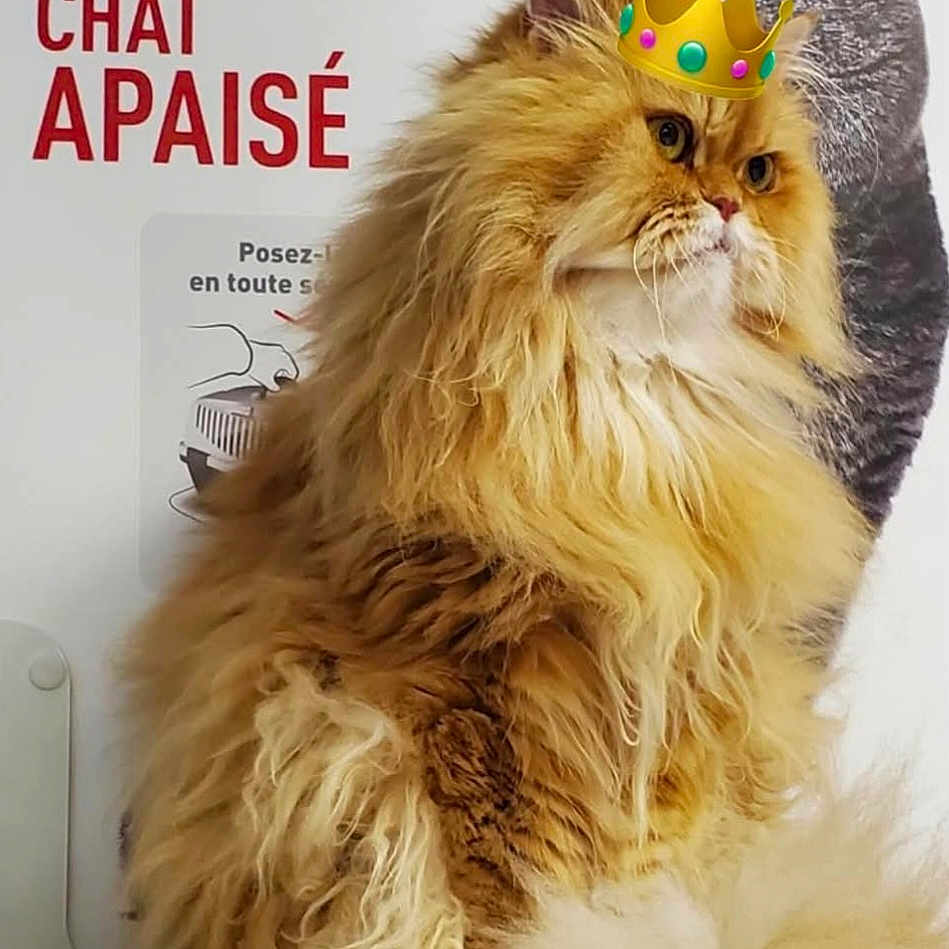 Evil a rejoint le concours — aidez-le/la à gagner de superbes lots ! animal, background_text, carpet, cat, crown, cute, digital_overlay, domestic_cat, feline, fluffy_cat, funny, fur, illustration, indoor, orange_cat, pet, portrait, poster, regal, sitting