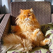 Evil a rejoint le concours — aidez-le/la à gagner de superbes lots ! animal, cat, comfortable, cozy, cushion, domestic_cat, feline, fluffy_fur, furry, home, indoor, orange_cat, patterned_cushion, pet, portrait, relaxed, resting, seated, sunlight, wicker_chair