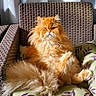 animal, cat, comfortable, cozy, cushion, domestic_cat, feline, fluffy_fur, furry, home, indoor, orange_cat, patterned_cushion, pet, portrait, relaxed, resting, seated, sunlight, wicker_chair