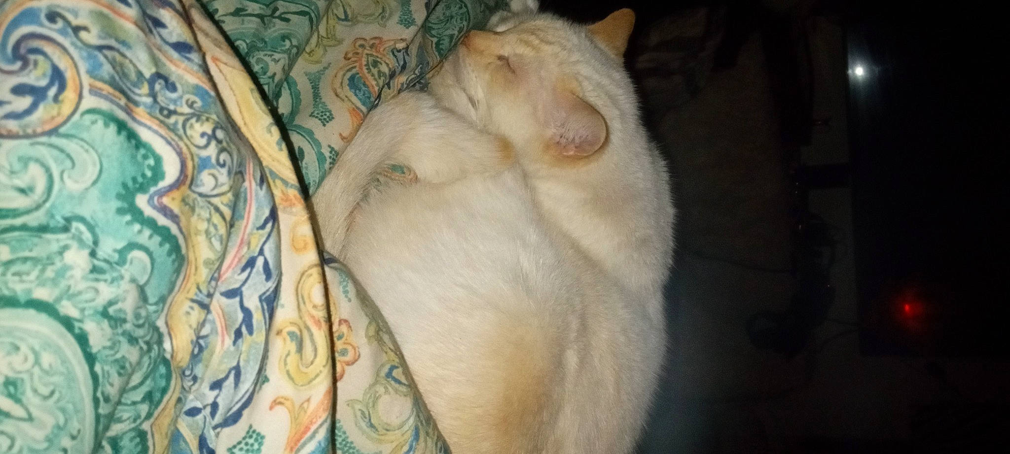 Basil is registered to the contest to win money with this photo: carnivore, cat, claw, comfort, domestic_short_haired_cat, fawn, felidae, foot, fur, human_leg, nap, paw, sleep, small_to_medium_sized_cats, tail, whiskers