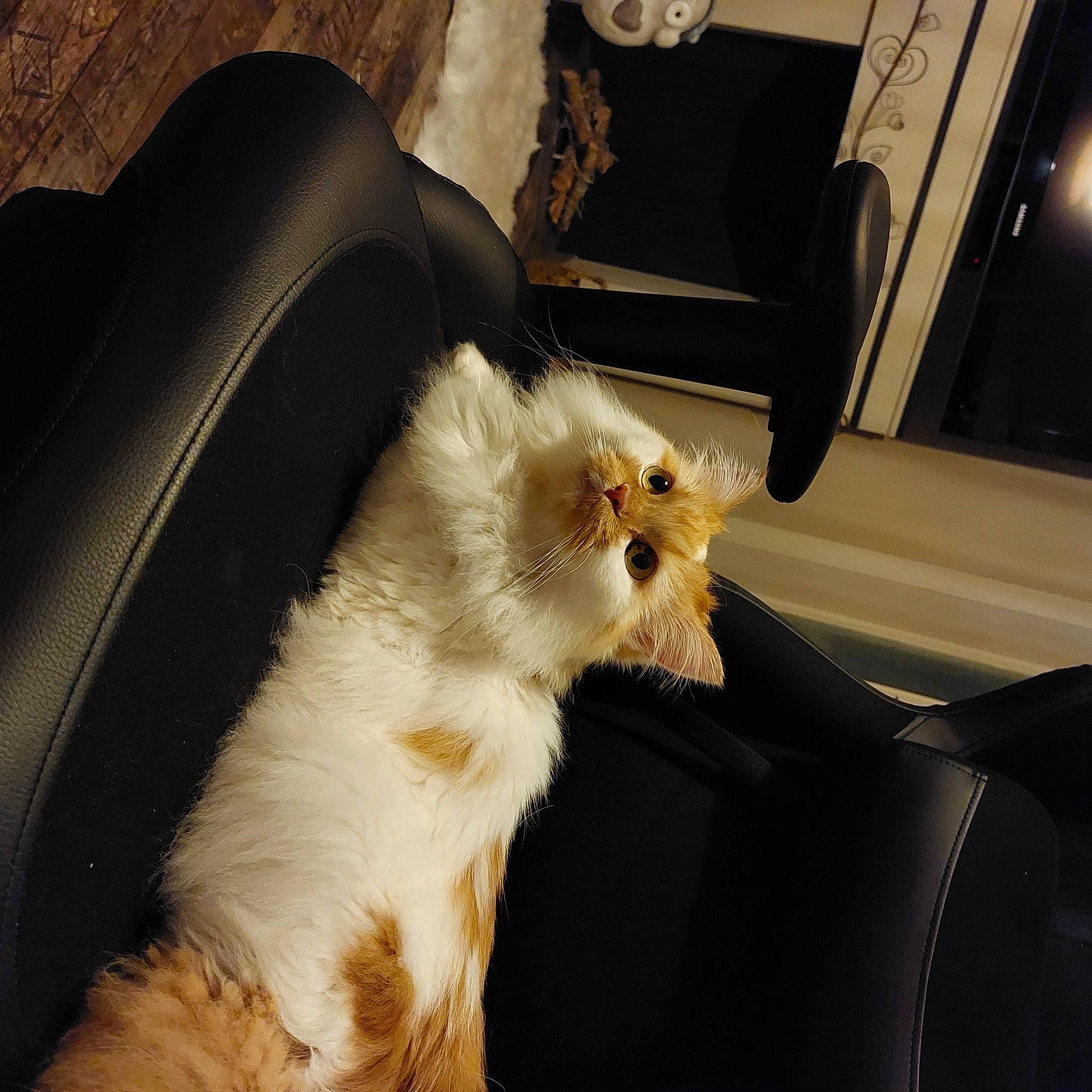 Khaleesi a rejoint le concours — aidez-le/la à gagner de superbes lots ! auto_part, car_seat, carnivore, cat, chair, claw, comfort, domestic_short_haired_cat, fawn, felidae, fur, leg, paw, small_to_medium_sized_cats, snout, tail, tints_and_shades, whiskers, window, windshield