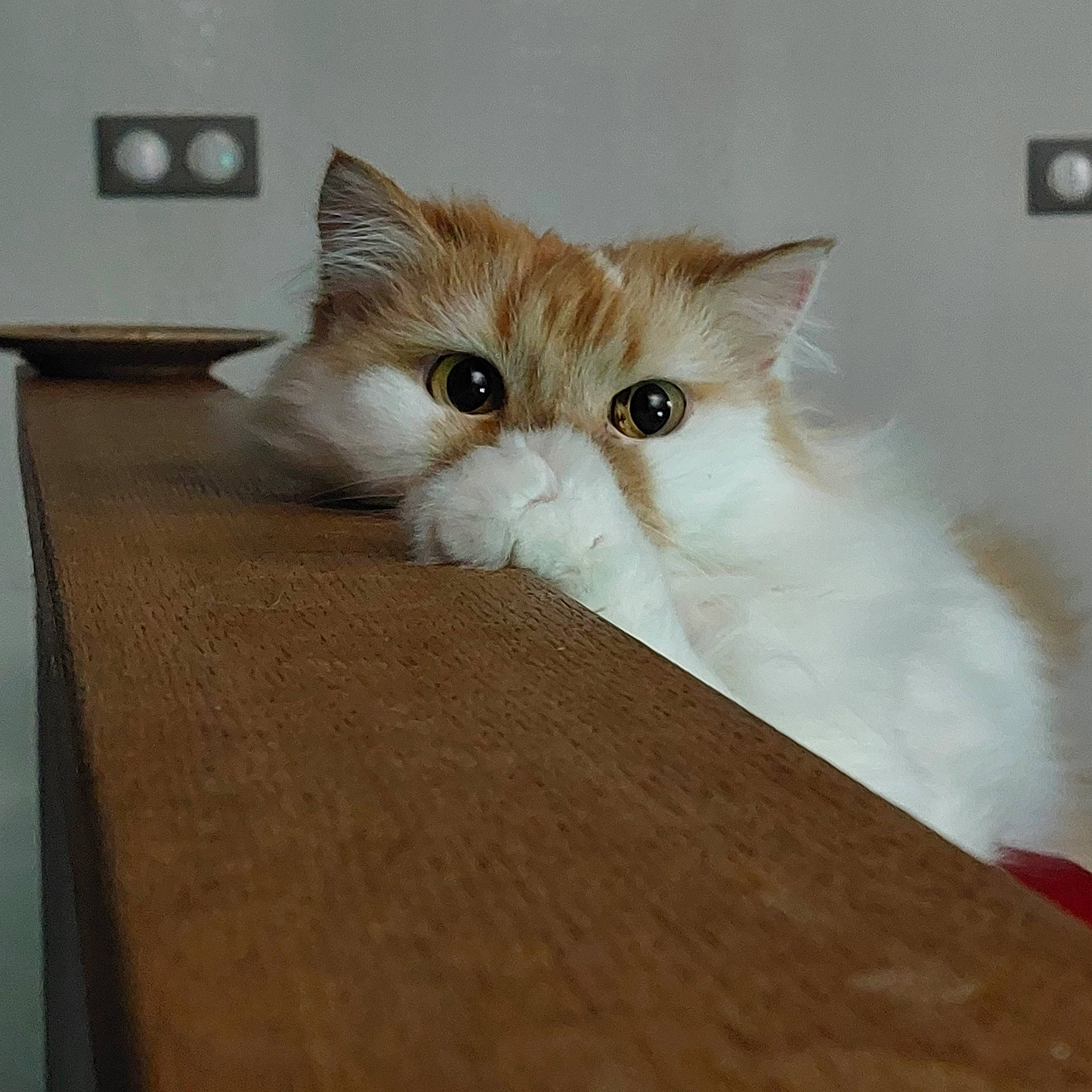 Khaleesi participe au concours pour gagner de l'argent avec cette photo : carnivore, cat, claw, comfort, domestic_short_haired_cat, fawn, felidae, flooring, fur, hardwood, iris, paw, plywood, small_to_medium_sized_cats, snout, tail, wall_plate, whiskers, wood, wood_stain