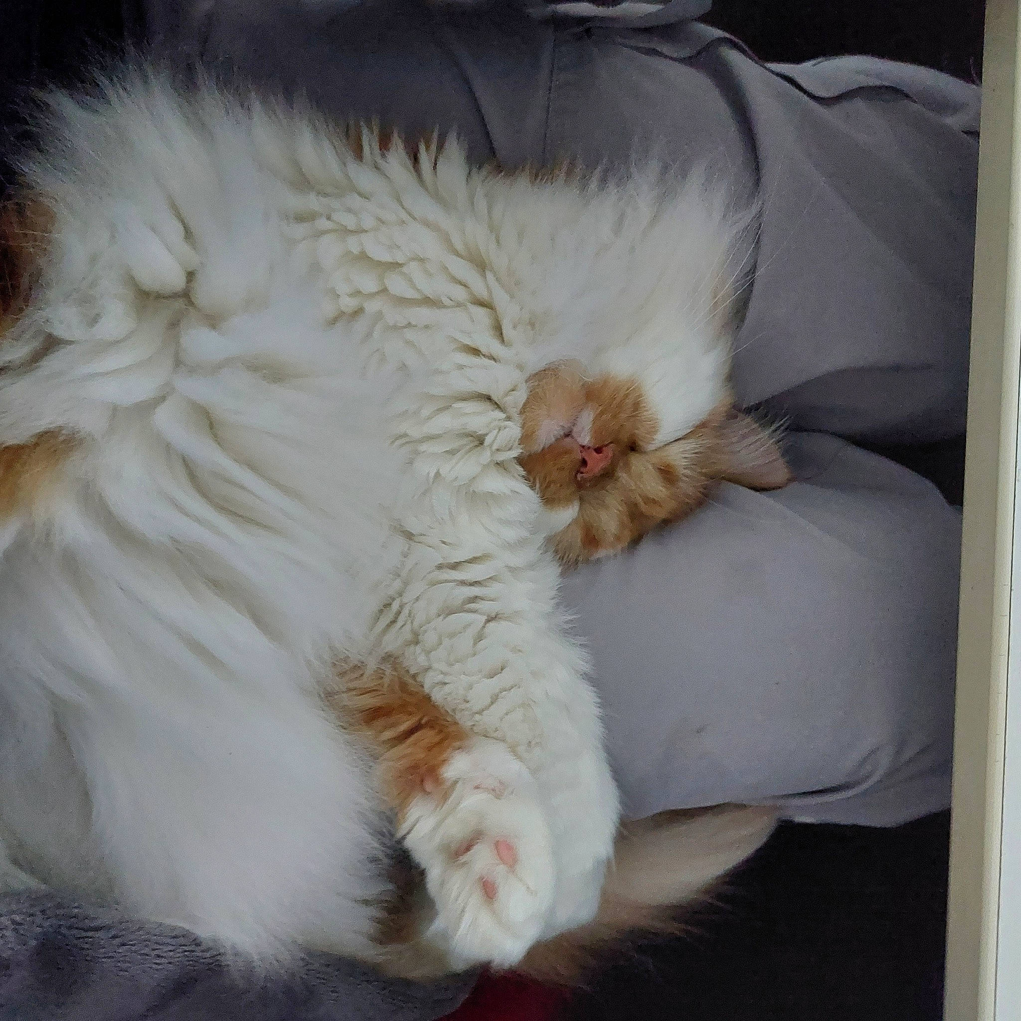 Khaleesi a rejoint le concours — aidez-le/la à gagner de superbes lots ! bed, canidae, carnivore, cat, cat_bed, claw, comfort, companion_dog, couch, fawn, felidae, fur, nap, paw, sleep, small_to_medium_sized_cats, snout, tail, whiskers, window