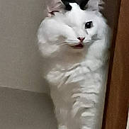 Scooter is registered to the contest to win money with this photo: cat, white_cat, black_markings, standing, indoor, curious, fluffy, pet, animal, feline, whiskers, ears, paws, shadow, wood, floor, domestic, cute, mammal, looking