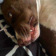 Rowdy joined the competition — help win amazing prizes! bed, bedding, blanket, brown_and_white, close_up, cozy, dog, eye, face, floppy_ear, funny, indoors, lying_down, muzzle, pet, portrait, relaxed, short_hair, sleeping, tooth
